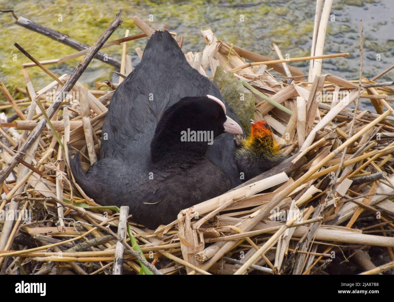 London, England, UK. 28th May, 2022. Eurasian coot (Fulica atra) mother with newborn chicks in a nest in Kensington Gardens. (Credit Image: © Vuk Valcic/ZUMA Press Wire) Stock Photo