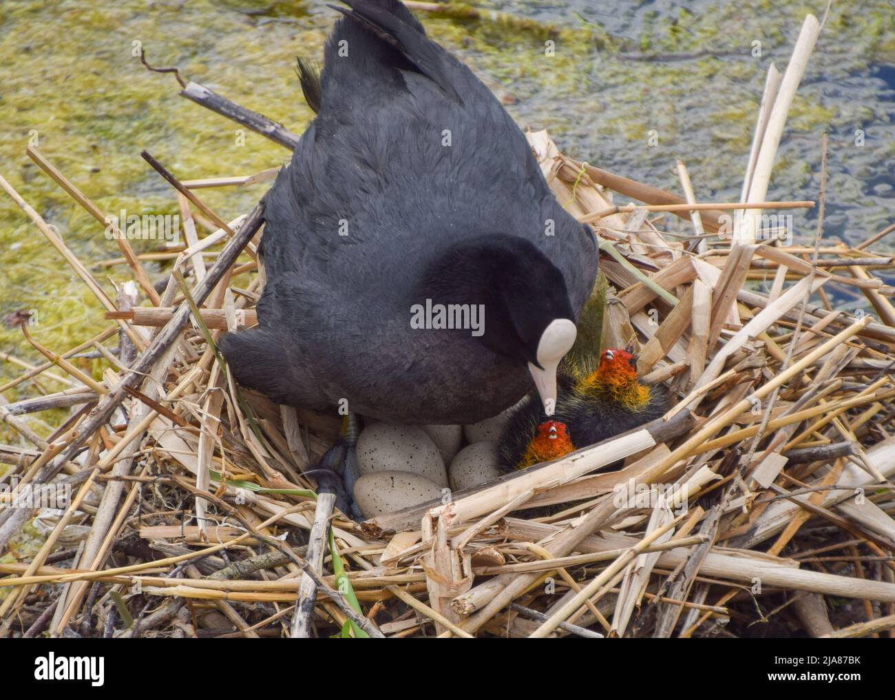 London, England, UK. 28th May, 2022. Eurasian coot (Fulica atra) mother with newborn chicks in a nest in Kensington Gardens. (Credit Image: © Vuk Valcic/ZUMA Press Wire) Stock Photo