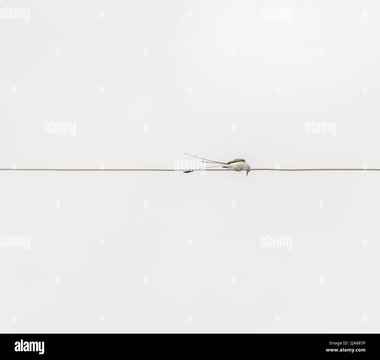 Bird on a Wire Stock Photo Alamy