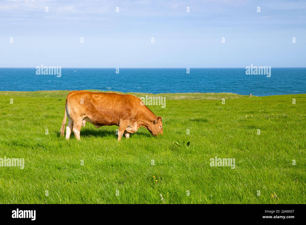 Lone cow in a fielf Stock Photo