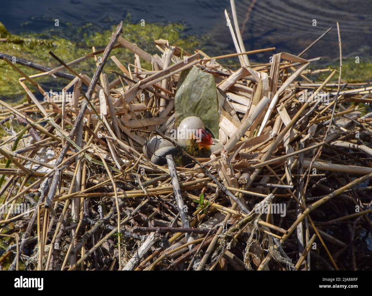 London, UK. 28th May 2022. A eurasian coot (Fulica atra) chick and eggs in a nest in Kensington Gardens. The mother left briefly and returned a few minutes later. Credit: Vuk Valcic/Alamy Live News Stock Photo