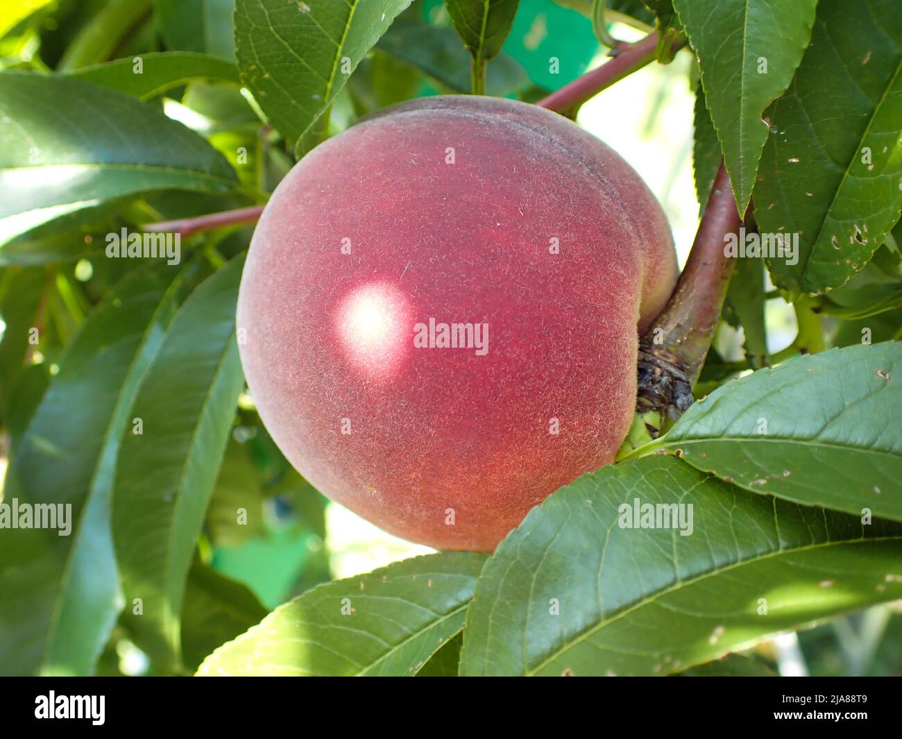 Closeup peach fuzz fruit hi-res stock photography and images - Alamy