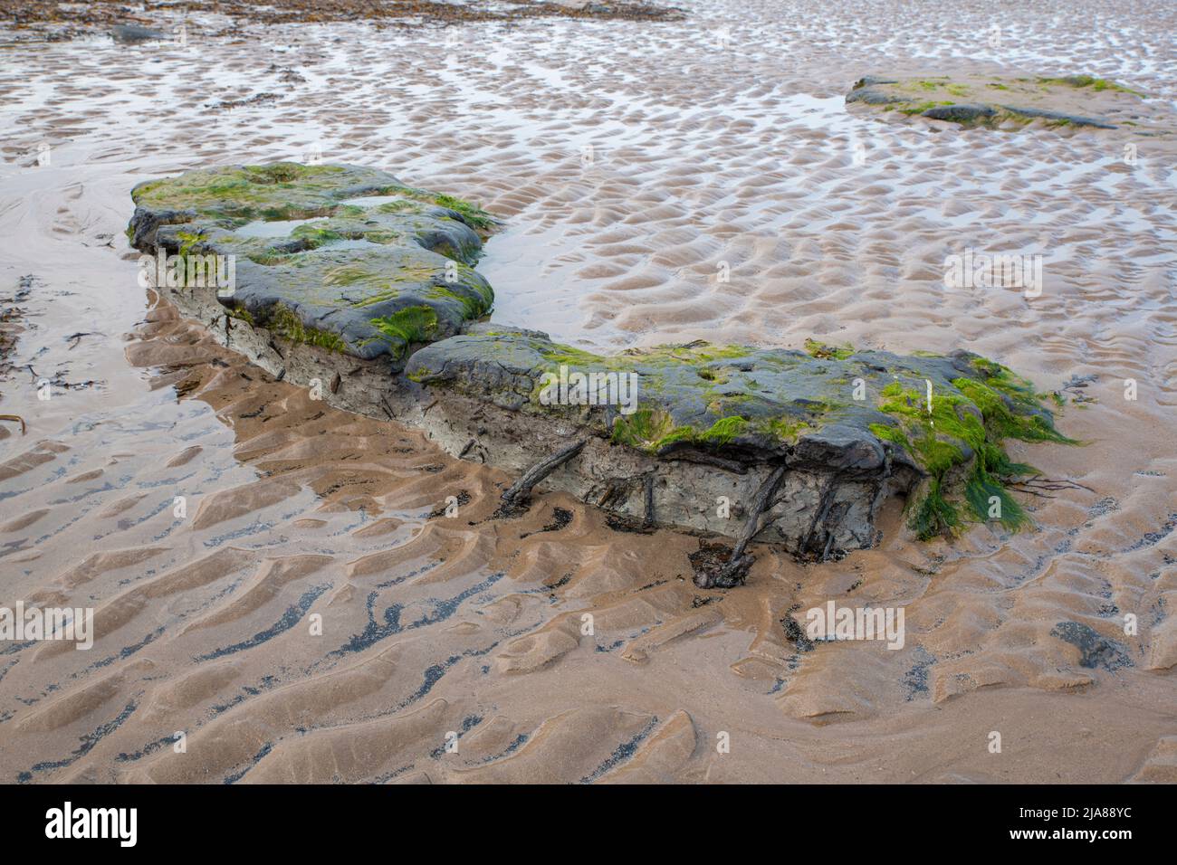 Exposed prehistoric peat with roots through glacial till Stock Photo