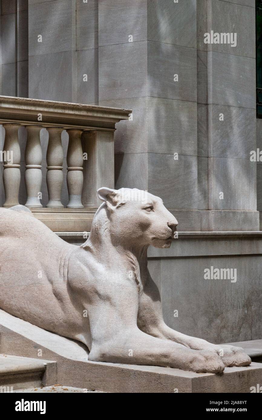 Lioness statues are featured at The Morgan Library and Museum in Murray Hill, New York City, USA  2022 Stock Photo