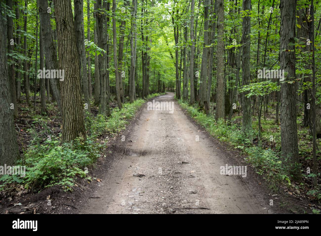 A well worn dirt road through a wooded area on Grindstone Island in