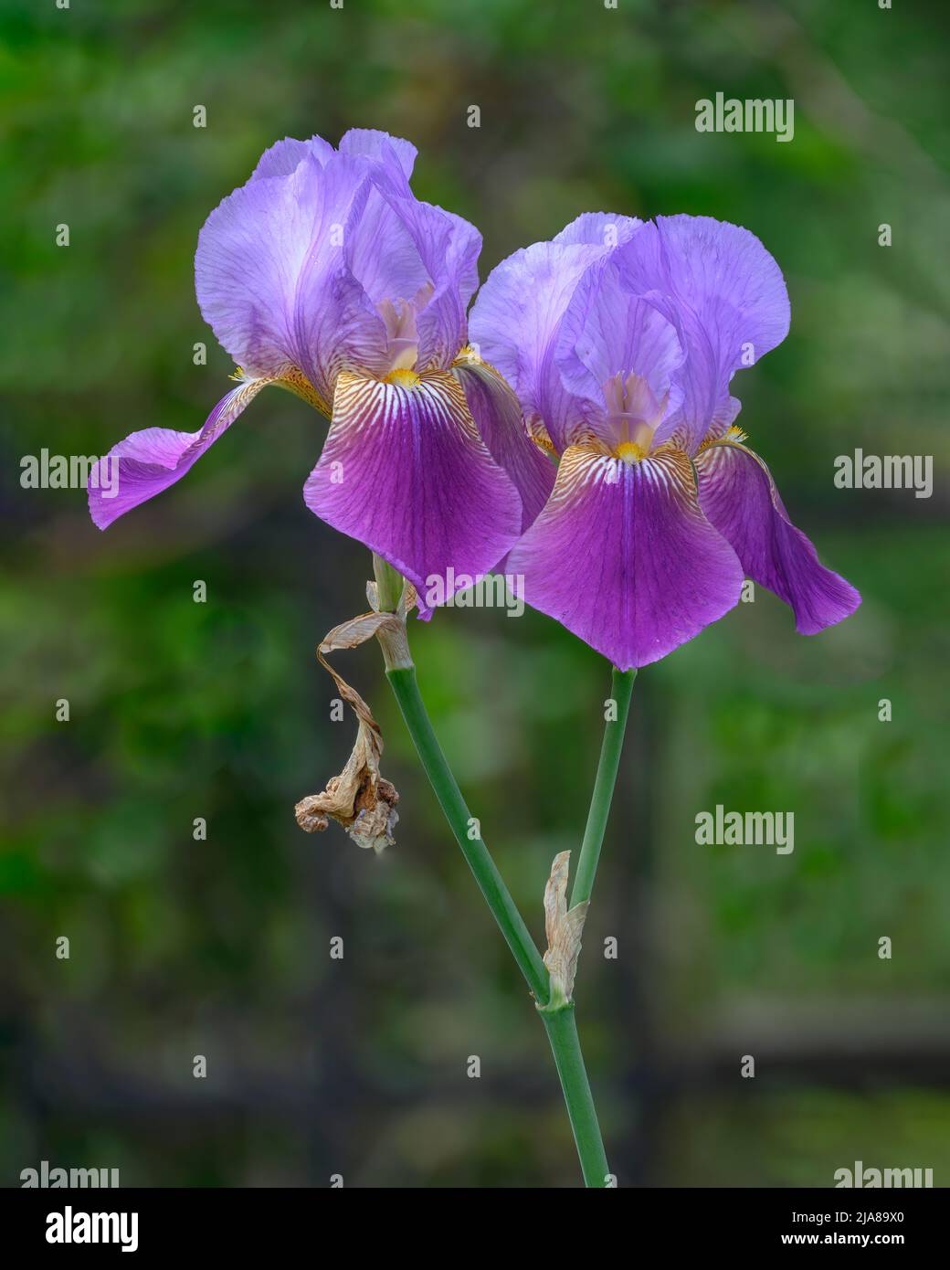 Purple Iris. Stock Photo