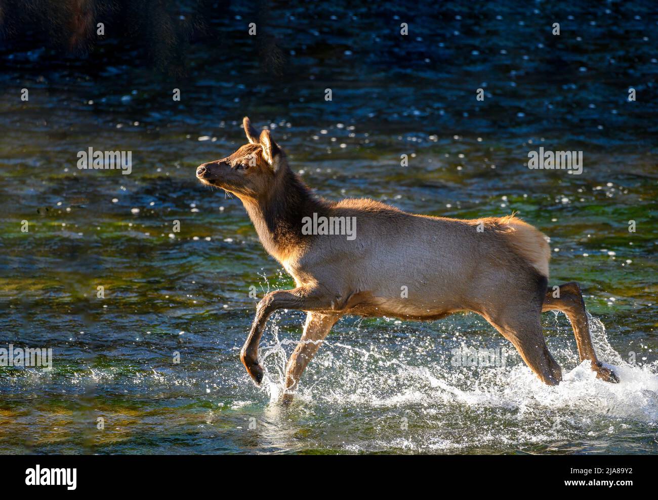 Elk calf running through the Madison River in Yellowstone National Park. Stock Photo
