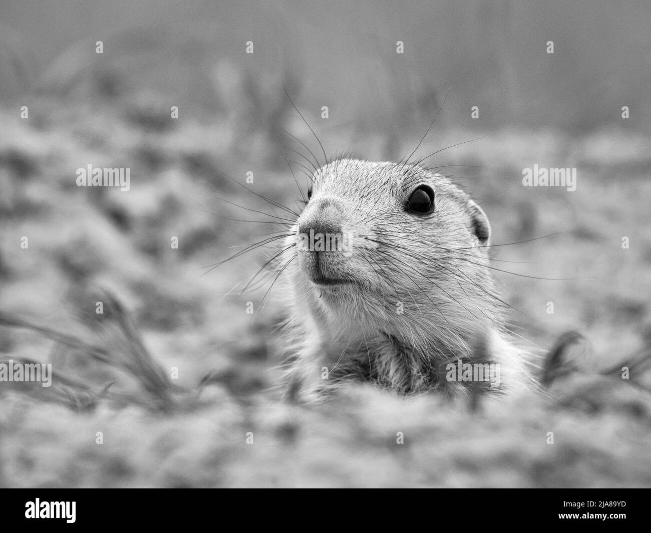 Black-tailed Prairie Dog ermerging from burrow at Sage Creek Campground in Badlands National Park, South Dakota. Stock Photo