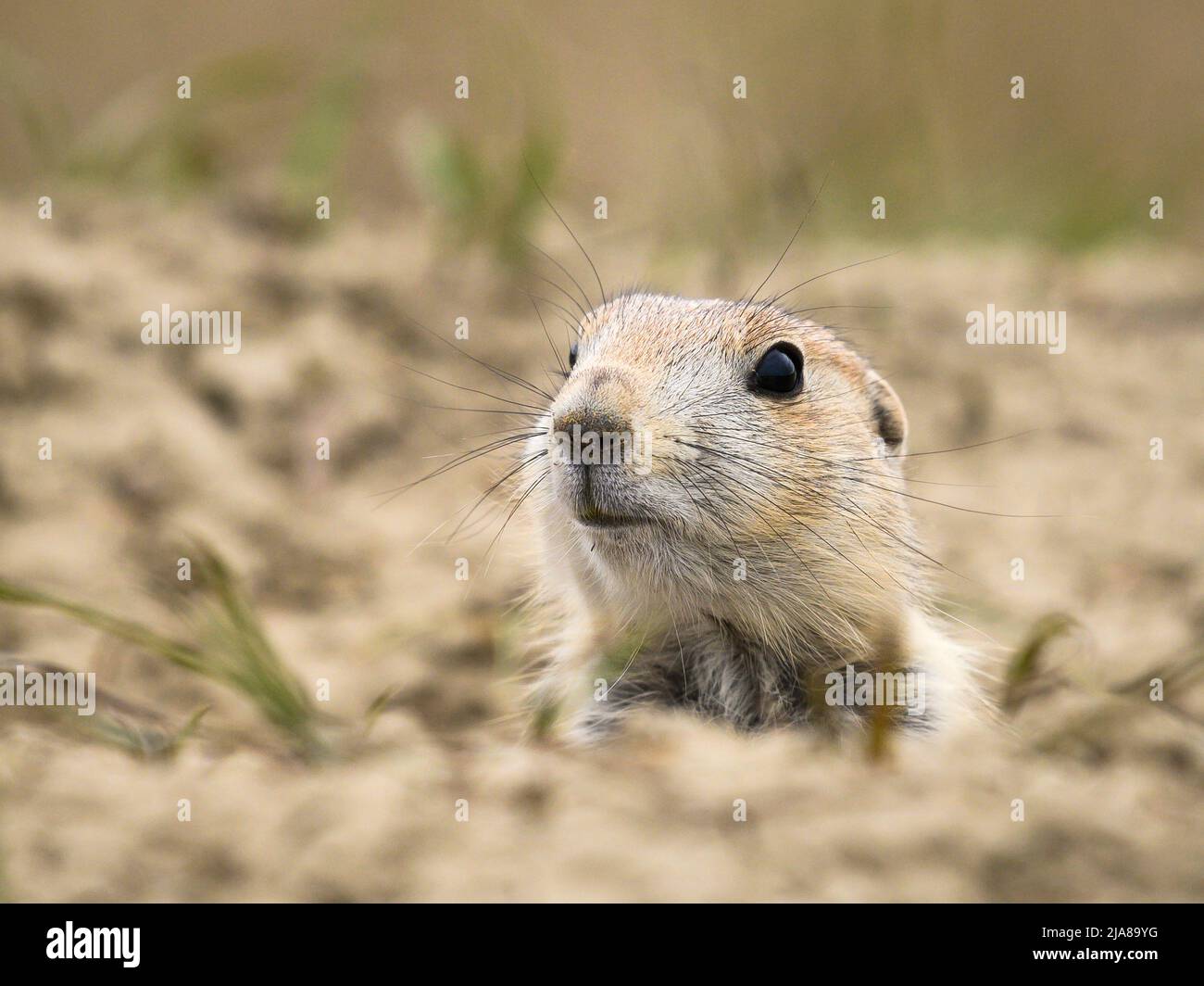 Black-tailed Prairie Dog ermerging from burrow at Sage Creek Campground in Badlands National Park, South Dakota. Stock Photo