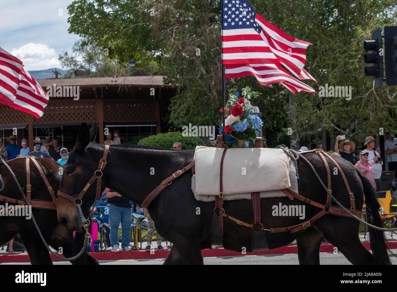 The Mule Days Parade is a staple of the Mule Days celebration in