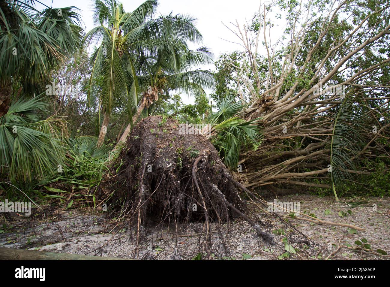 A Large palm tree fallen over on a beach to expose its roots Stock