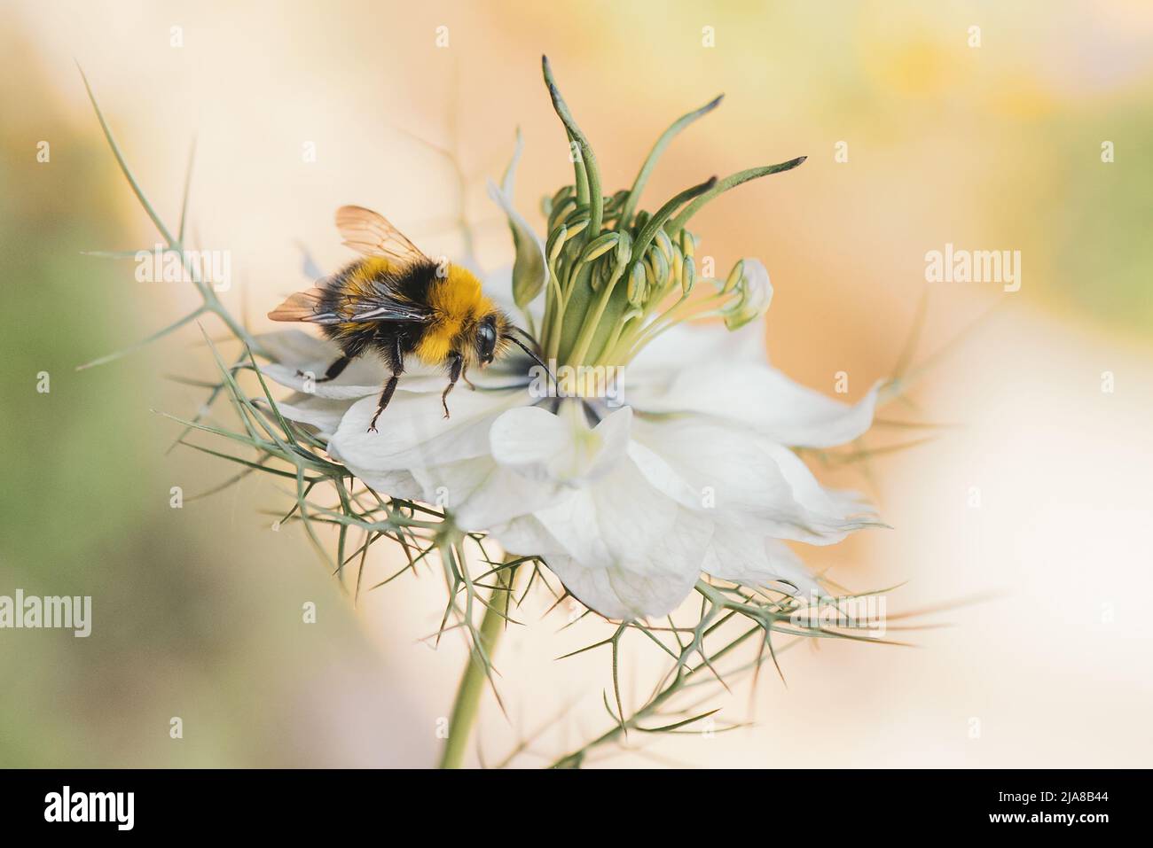 Bumblebee on a white Love in A Mist wild flower also called a Nigella Damascena. Stock Photo