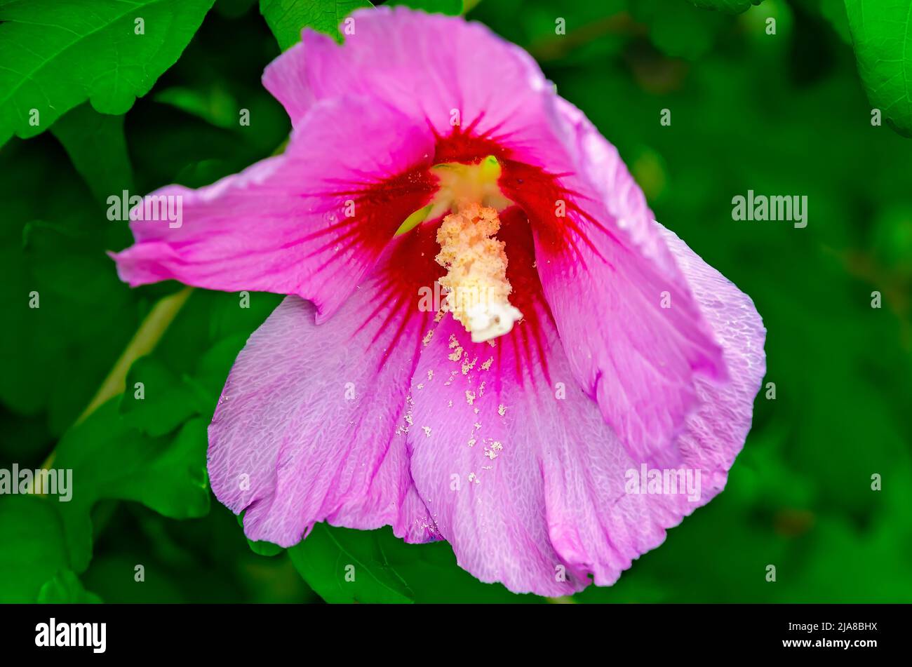 Rose of Sharon hibiscus (Hibiscus syriacus), also known as rose mallow, grows downtown, May 22, 2022, in Biloxi, Mississippi. Stock Photo