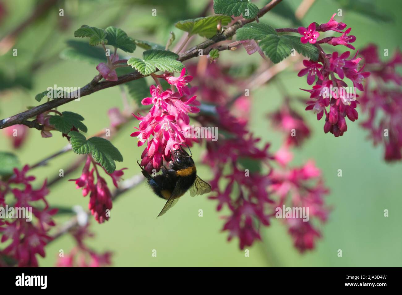 A Buff-Tailed Bumblebee (Bombus Terrestris) Feeding on the Flowers of a  Red-Flowering Currant (Ribes Sanguineum) in Sunshine Stock Photo