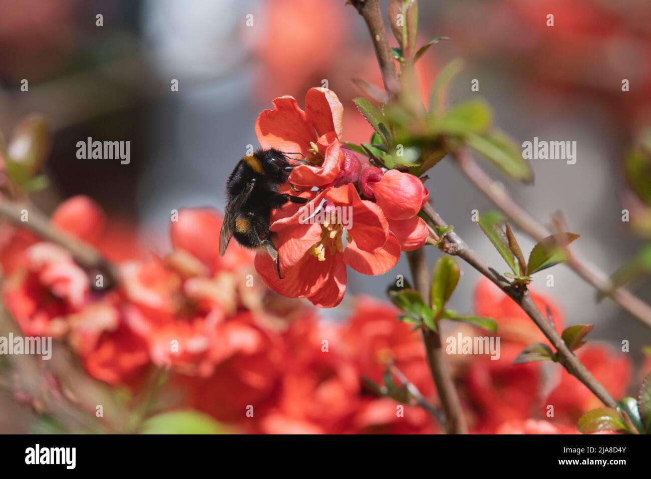 A Buff-Tailed Bumblebee (Bombus Terrestris) Feeding on the Orange Flowers of Japanese Quince, or Ornamental Quince, (Chaenomeles Japonica) in Spring Stock Photo
