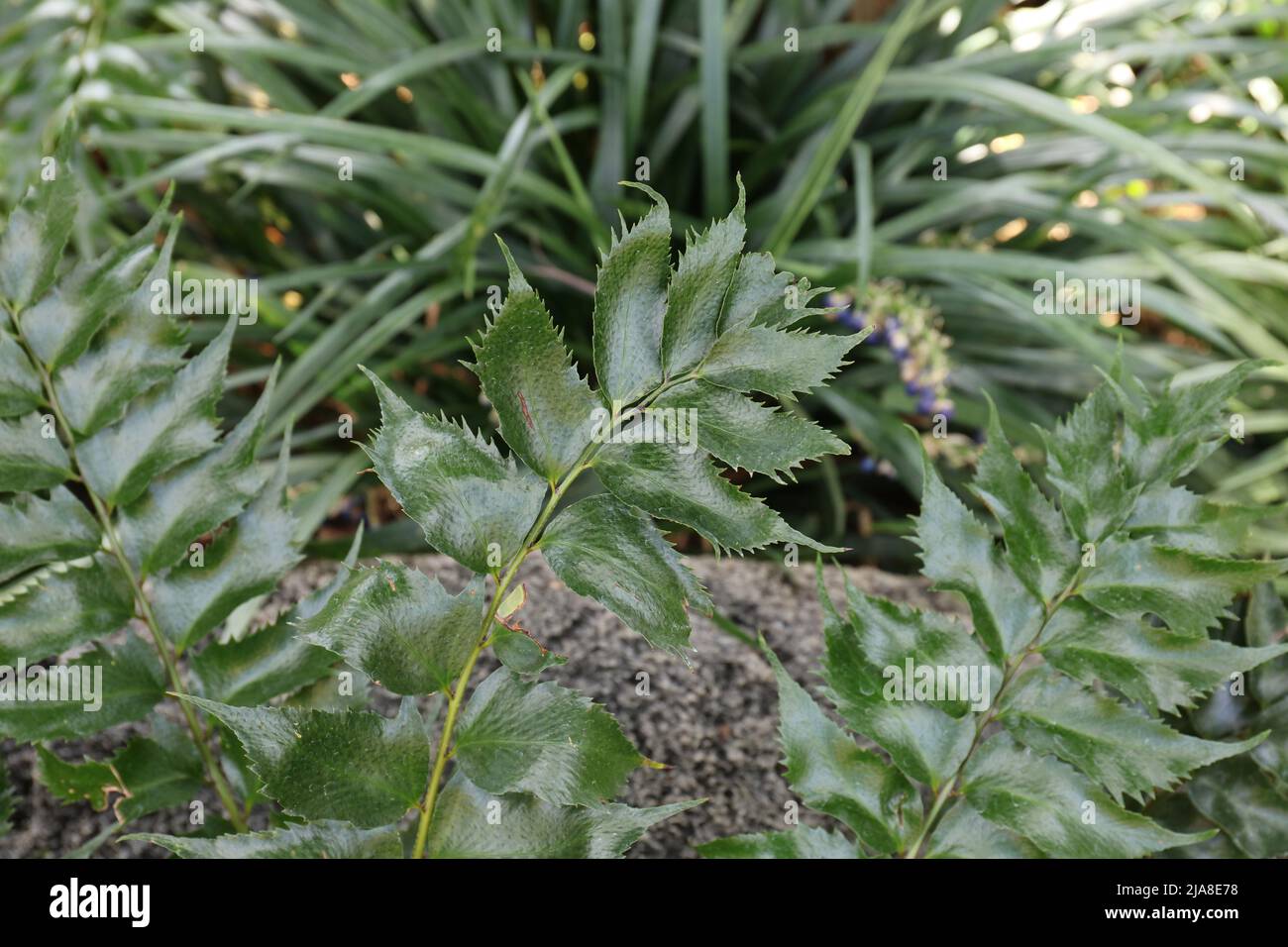 Branches of a Holly Fern, Cyrtomium falcatum, growing in a garden Stock Photo