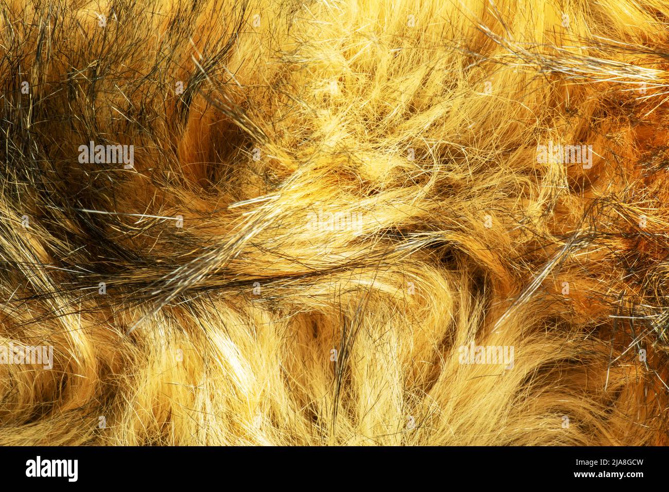 Background black-brown fur. Animal fox fur texture. Stock Photo