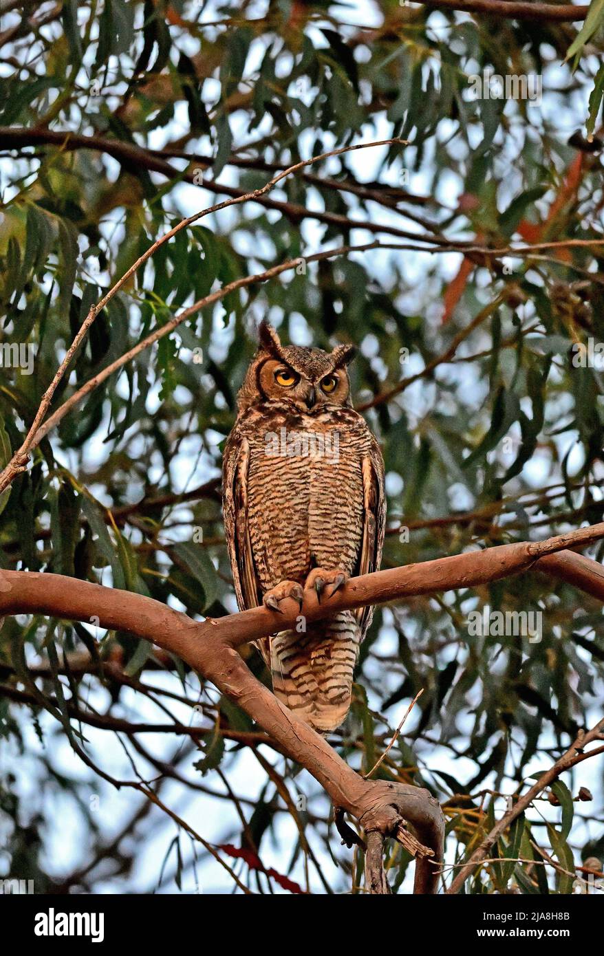 Great Horned Owl - Bubo Virginianus Stock Photo - Alamy