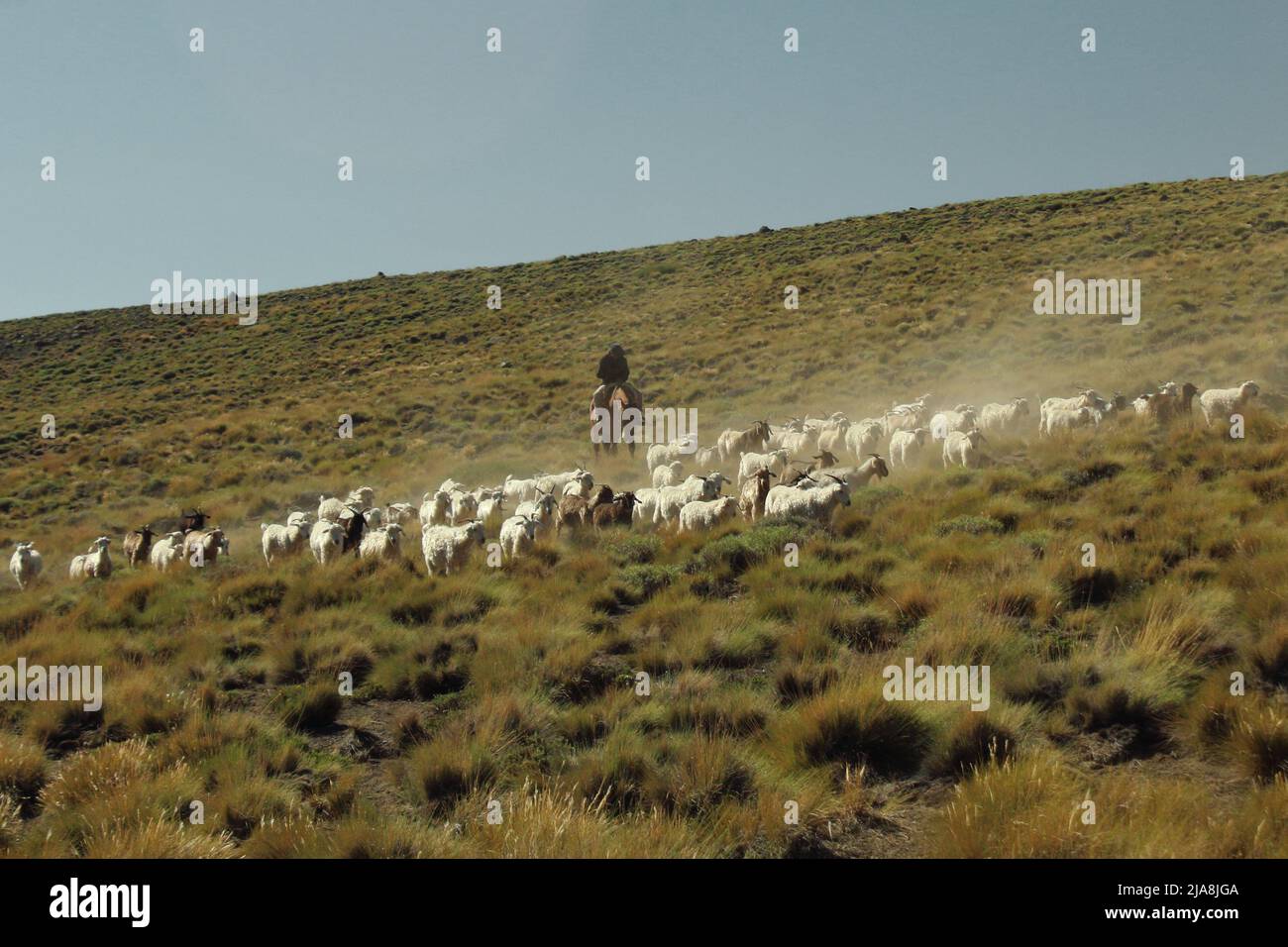 Gaucho de la Patagonia conduciendo ovejas para pastar en Caviahue, provincia de Neuquén Stock Photo