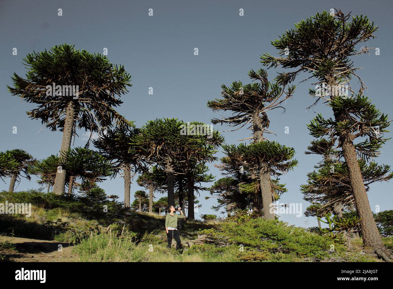 Araucaria o Pehuen, árbol milenario de la patagonia Stock Photo