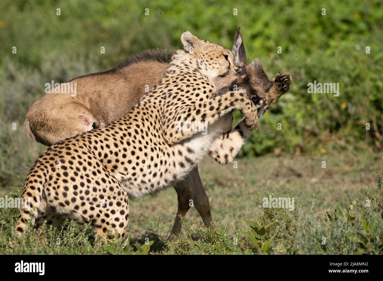 cheetah-killing-a-wildebeest-calf-tanzania-stock-photo-alamy