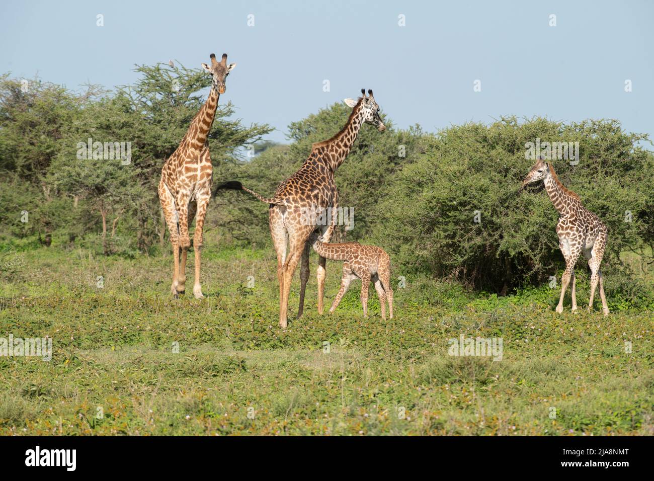Giraffe nursing, Tanzania Stock Photo