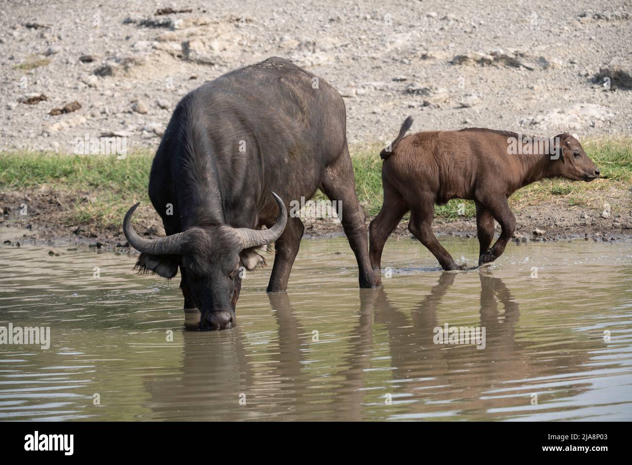 Cow buffalo hi-res stock photography and images - Alamy