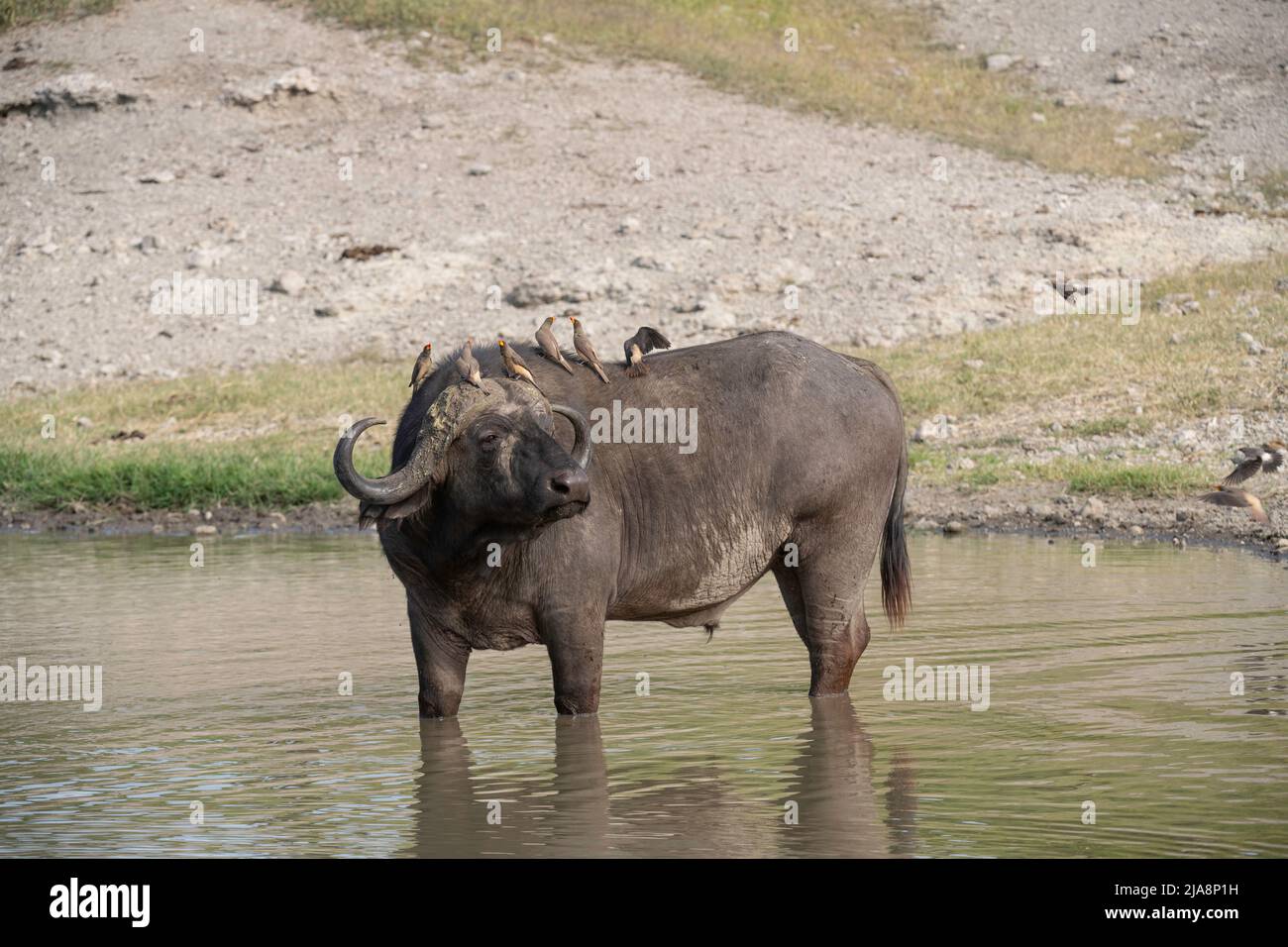 Cape Buffalo with Oxpeckers, Tanzania Stock Photo