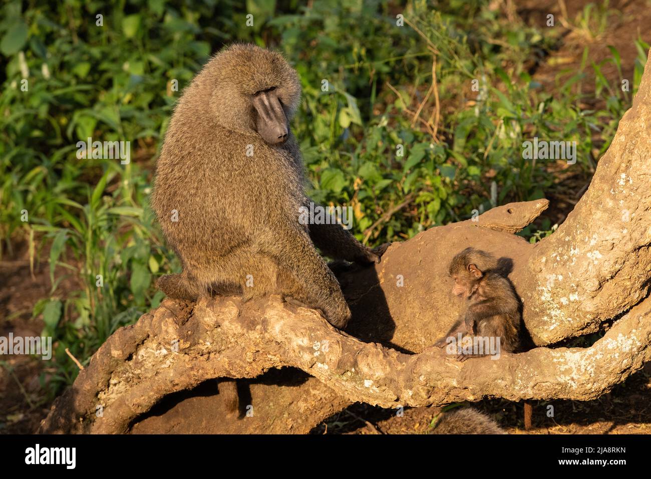 Olive Baboon Mom and Baby, Tanzania Stock Photo