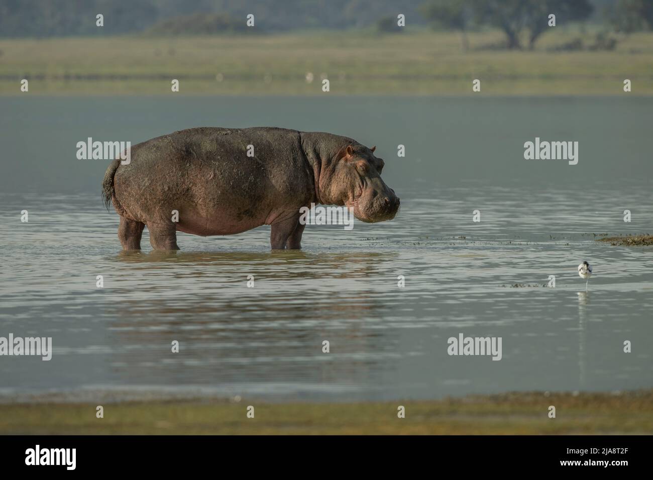 Hippo in Ngorongoro Crater, Tanzania Stock Photo