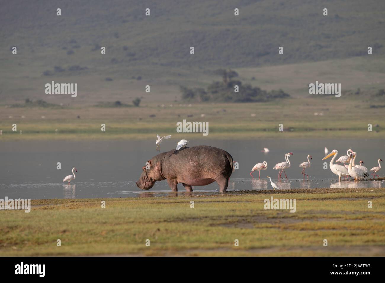 Hippo in Ngorongoro Crater, Tanzania Stock Photo