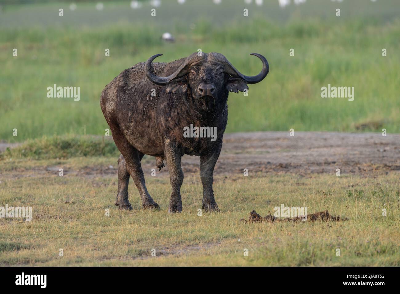 Cape Buffalo Bull, Ngorongoro Crater Stock Photo