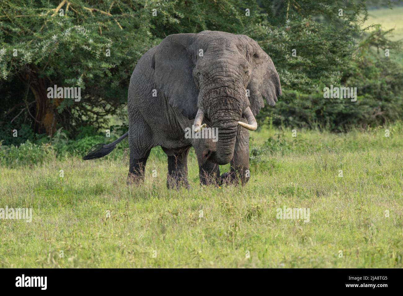 Bull elephant, Ngorongoro Crater, Tanzania Stock Photo