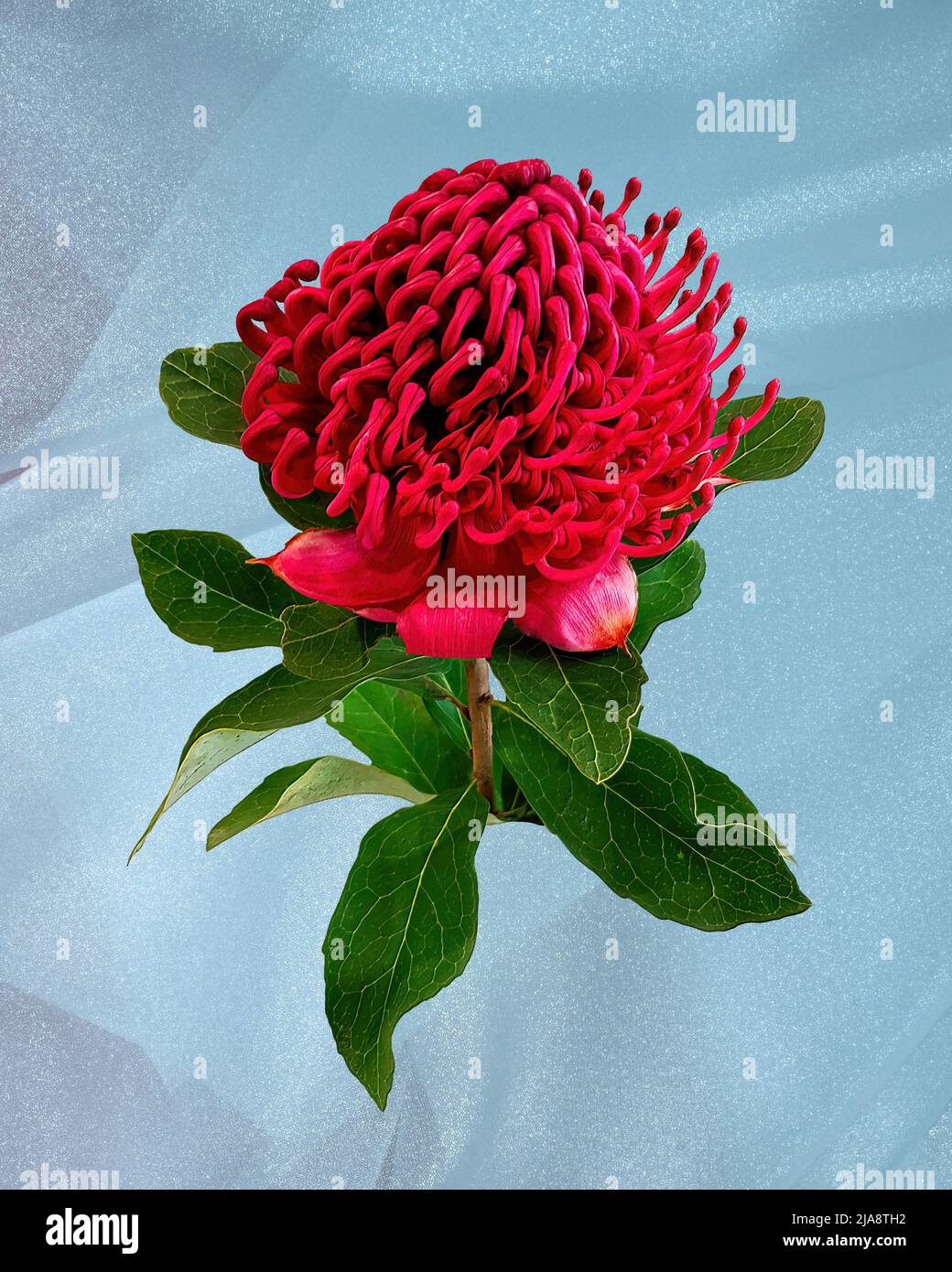 Telopia speciosissima hi-res stock photography and images - Alamy