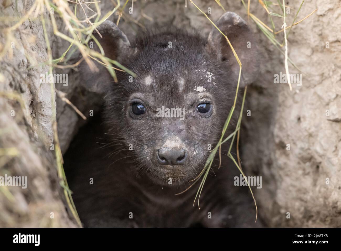 Spotted hyena pup in den Stock Photo