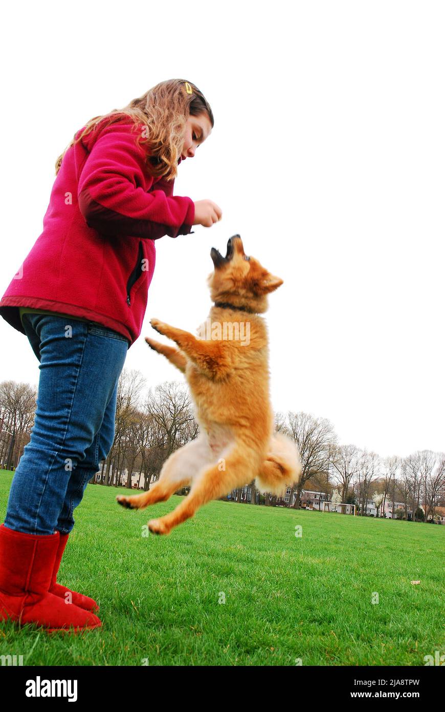 how high can most dogs jump