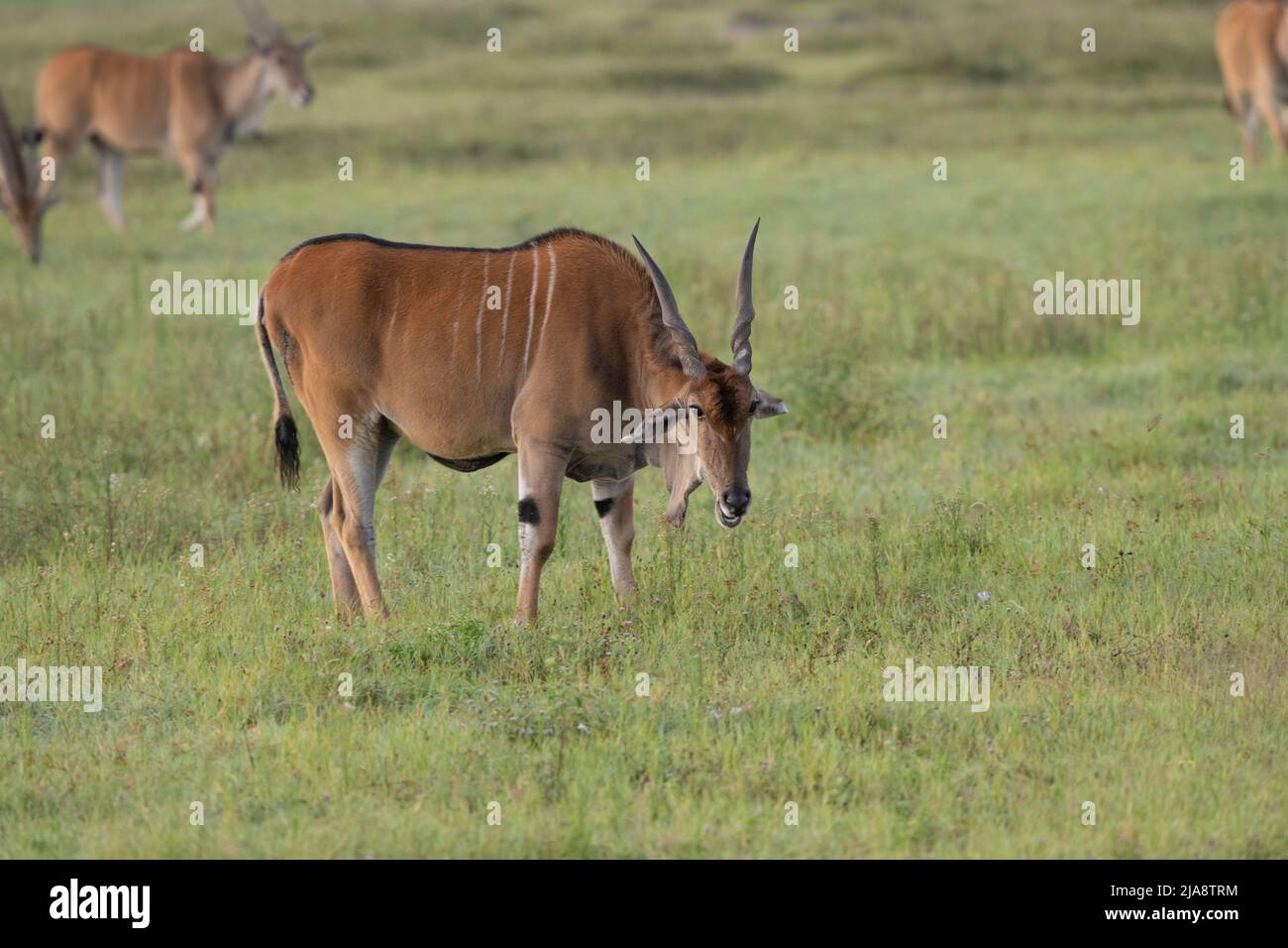 Eland, Serengeti National Park Stock Photo
