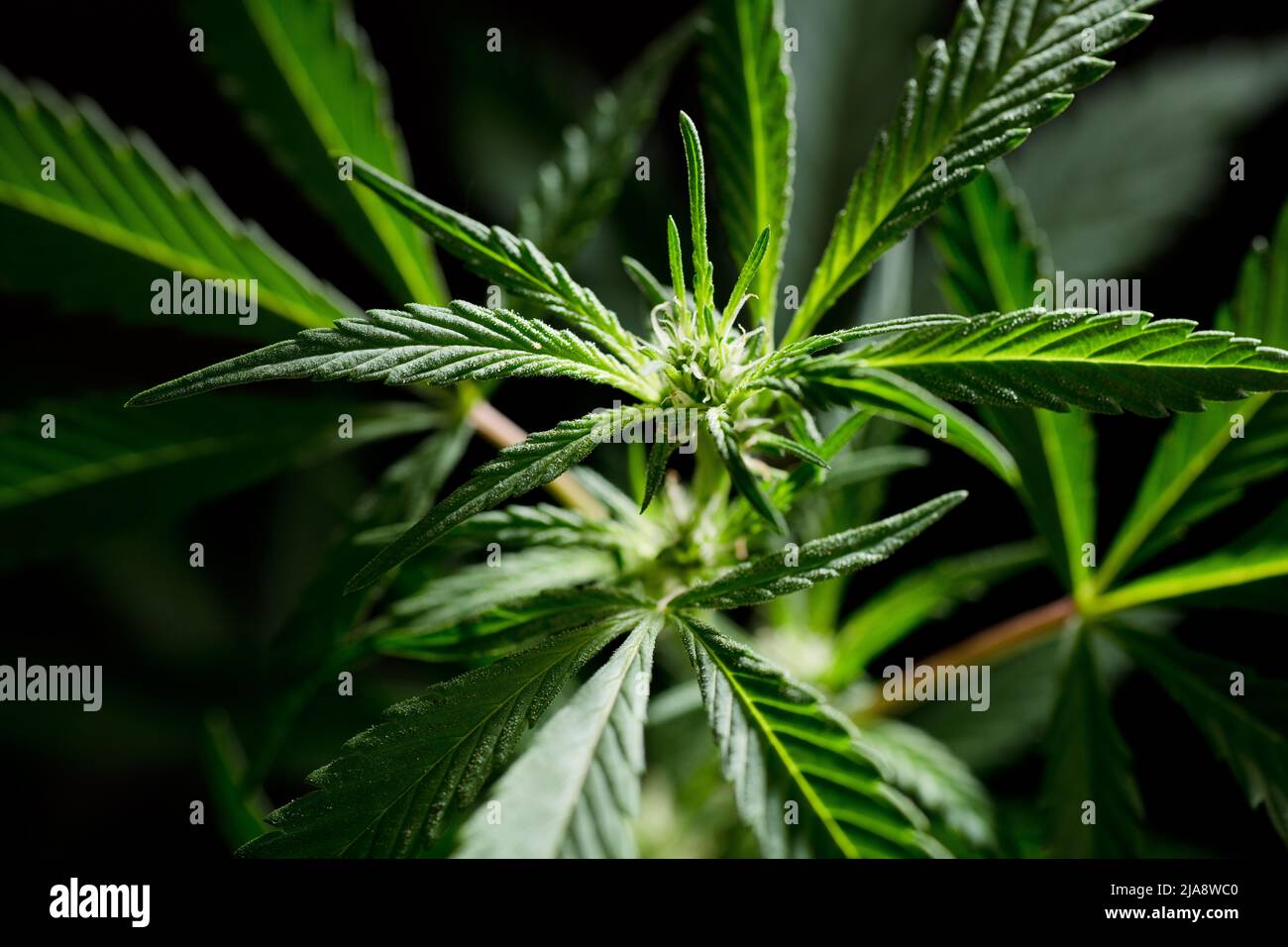 Beautiful Young Marijuana Plant, Beginning Of Flowering, Future Buds 