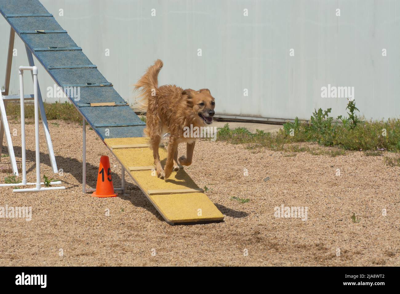 Brown mixed breed dog running down dog walk ramp on dog agility course Stock Photo
