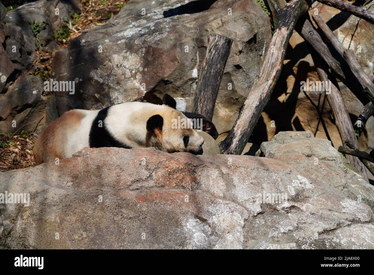 WASHINGTON, DC -26 MAR 2022- A black and white giant panda at the