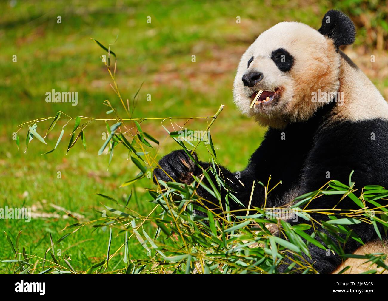 WASHINGTON, DC -26 MAR 2022- A black and white giant panda at the