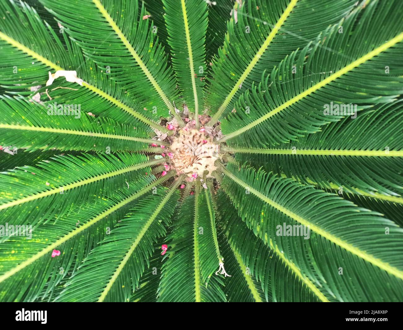top view of cycas plants that have finished flowering Stock Photo