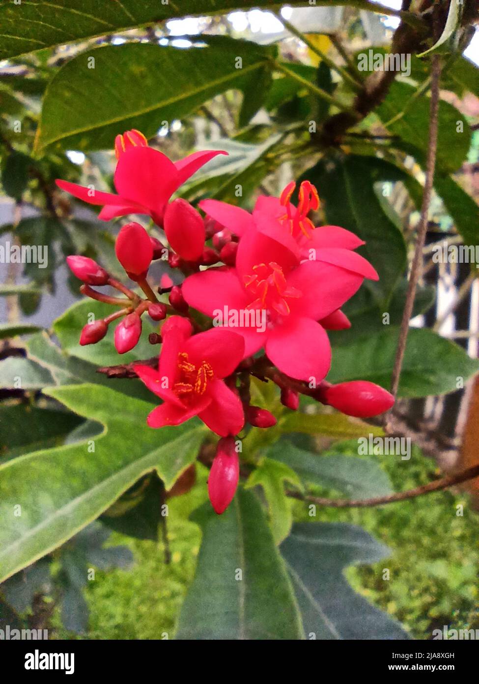 plants and flowers that grow naturally in the home garden Stock Photo