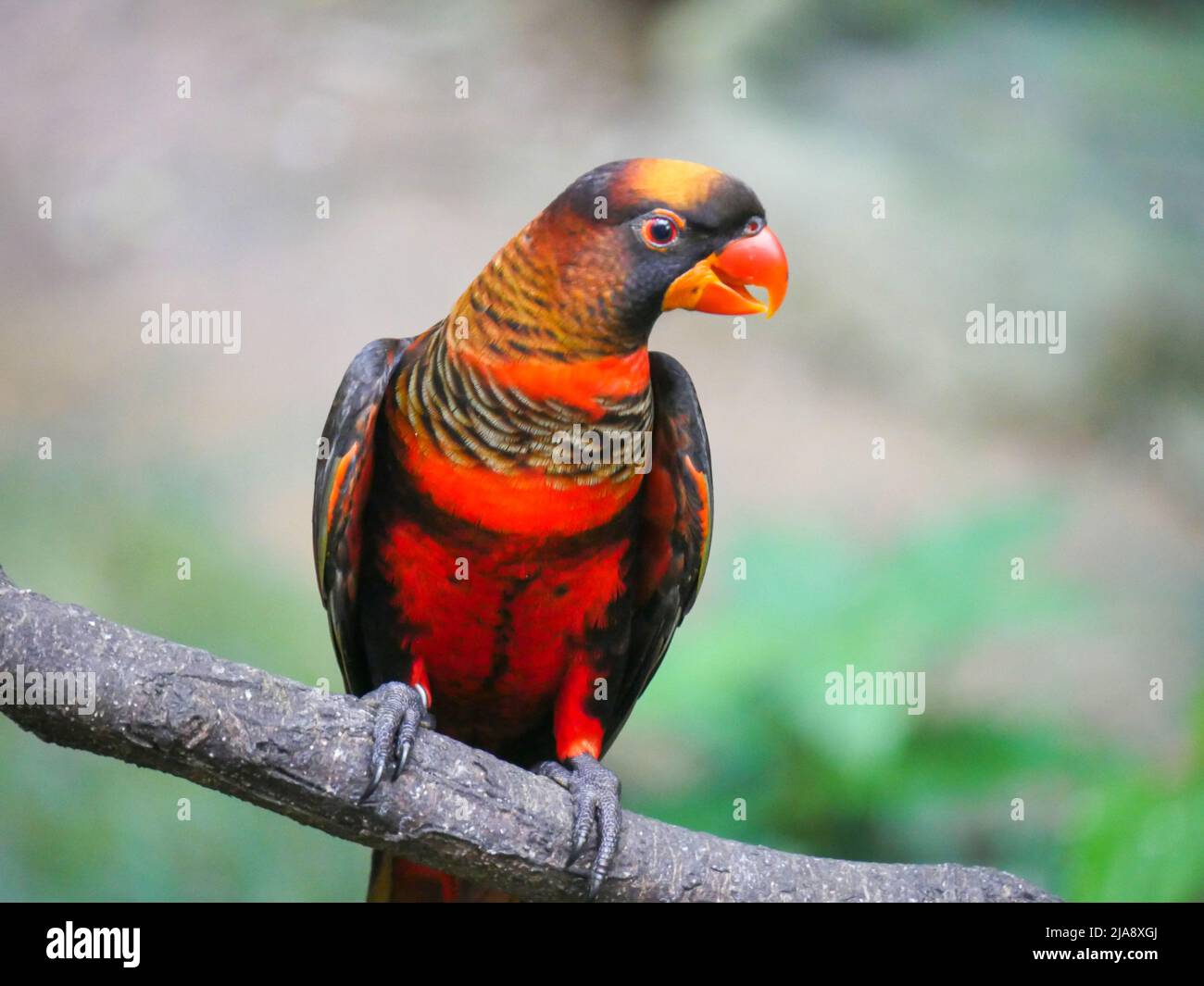 Dusky lory (Pseudeos fuscata) is a species of parrot also known as white-rumped lory, the dusky-orange lory, banded lories and duskies is seated on br Stock Photo
