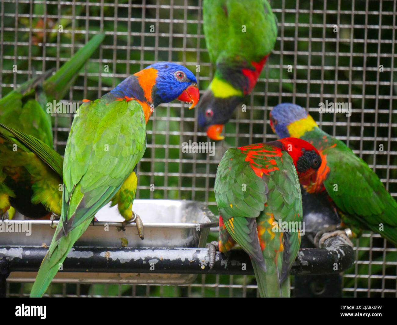 Red collared lorikeet (Trichoglossus rubritorquis) face side view and other lorikeets, seated on metal food plate Stock Photo