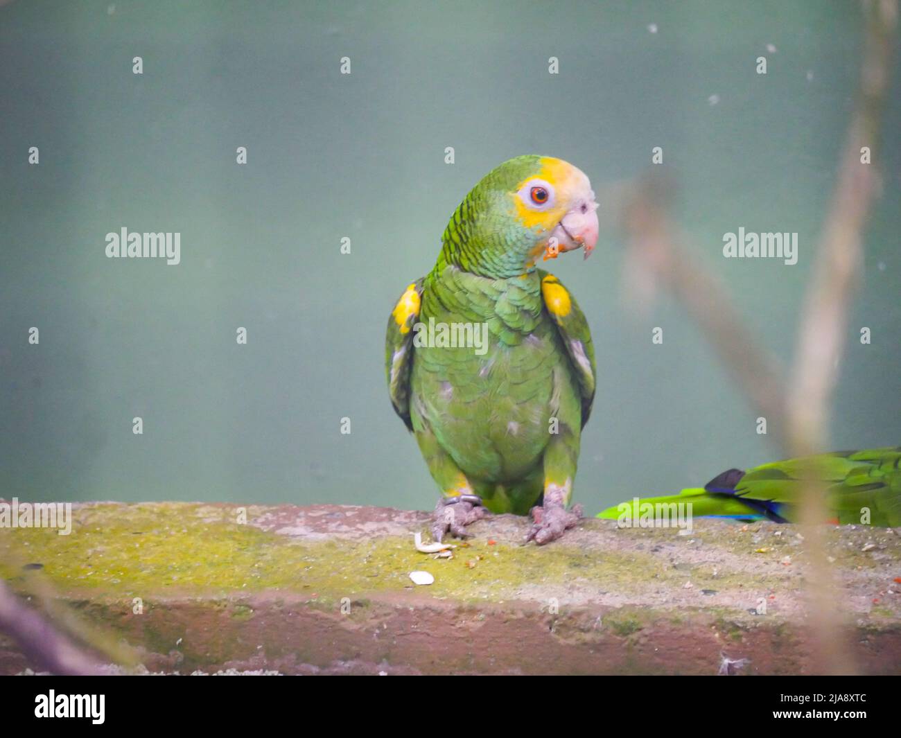 Small 2024 green parrot