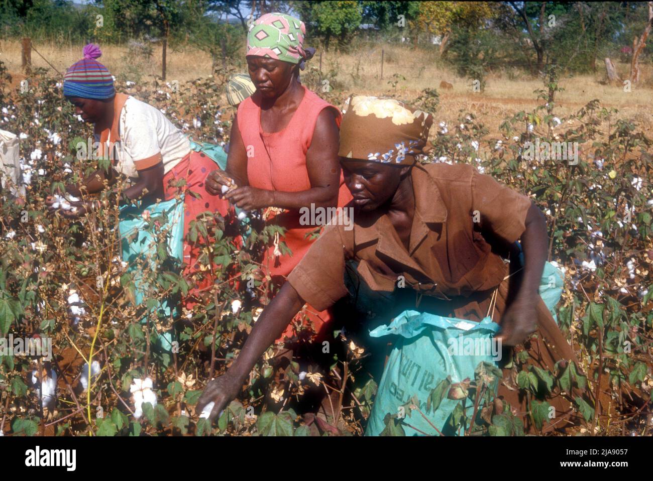 African women manually picking cotton, Zimbabwe, 1984 Stock Photo Alamy