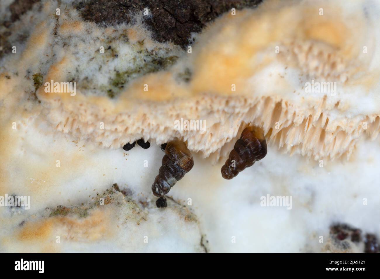 Doors snails, Clausiliidae on fungi Stock Photo