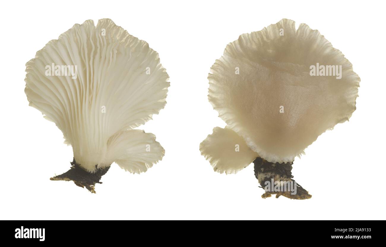 Indian oyster, Pleurotus pulmonarius isolated on white background Stock Photo