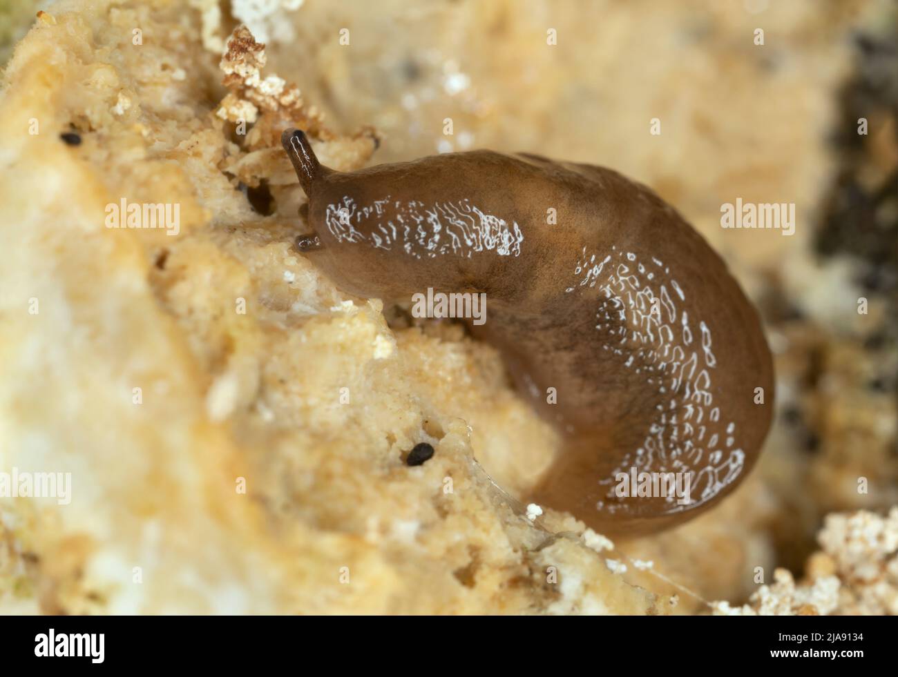 Lemon slug, Malacolimax tenellus feeding on fungus, macro photo Stock Photo